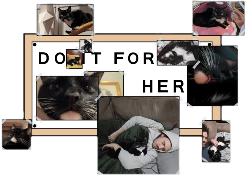 Ada the cat, with the caption: Do it for her