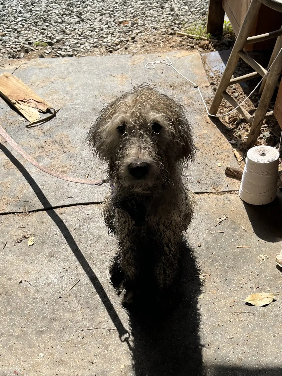 Community photo: Dirty Dan